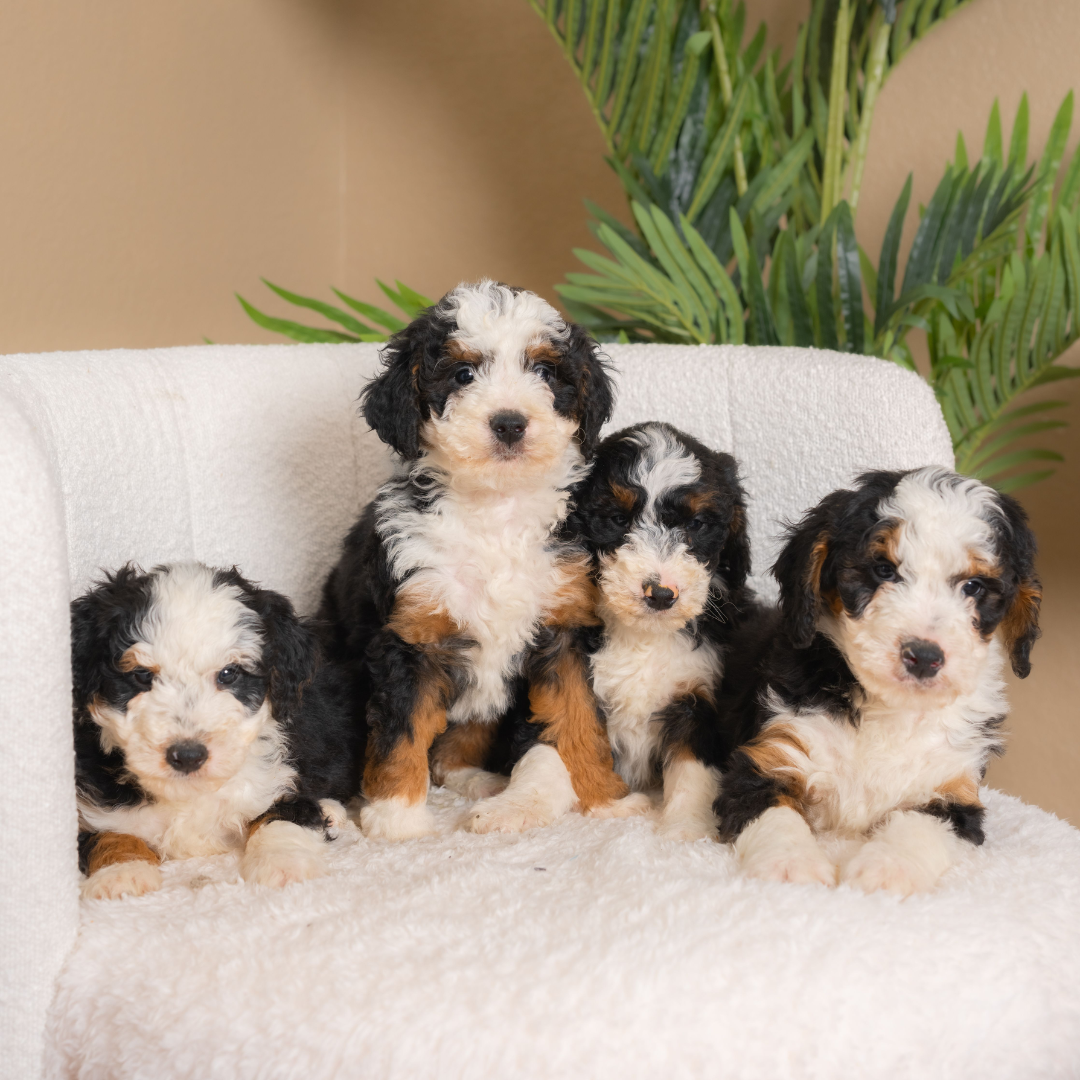 Mini-Bernedoodle
