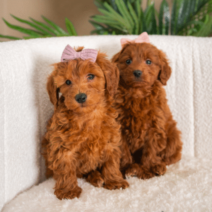 Micro-Goldendoodle