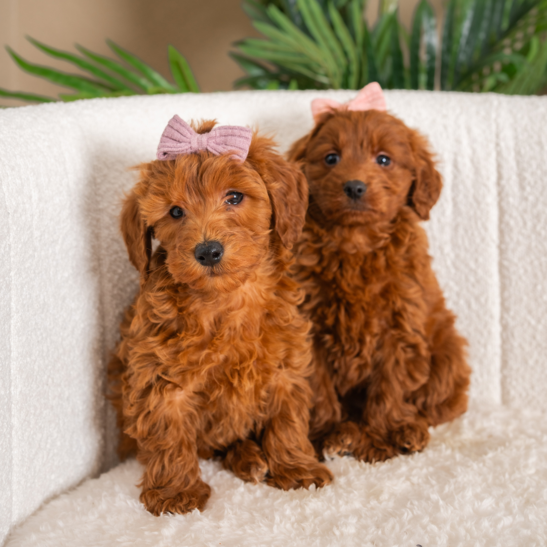 Micro-Goldendoodle