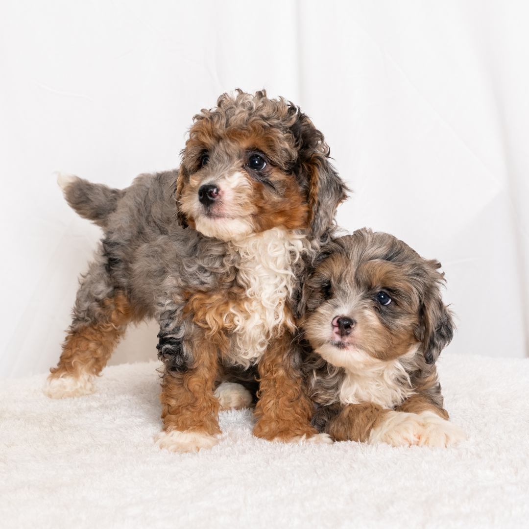 Micro-Bernedoodle