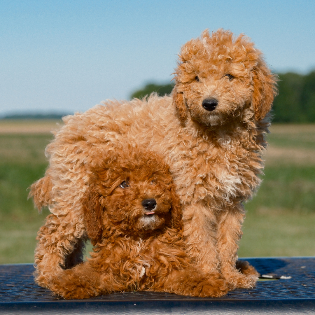 Mini-Goldendoodles