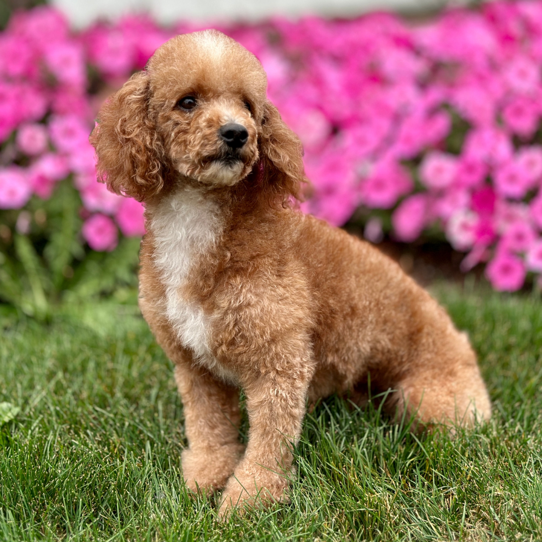 Mini-Poodle