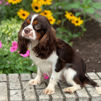 Cavalier-King-Charles-Spaniel