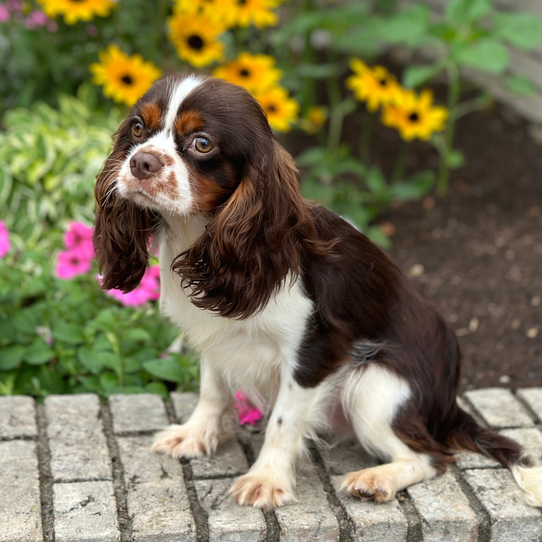 Cavalier-King-Charles-Spaniel