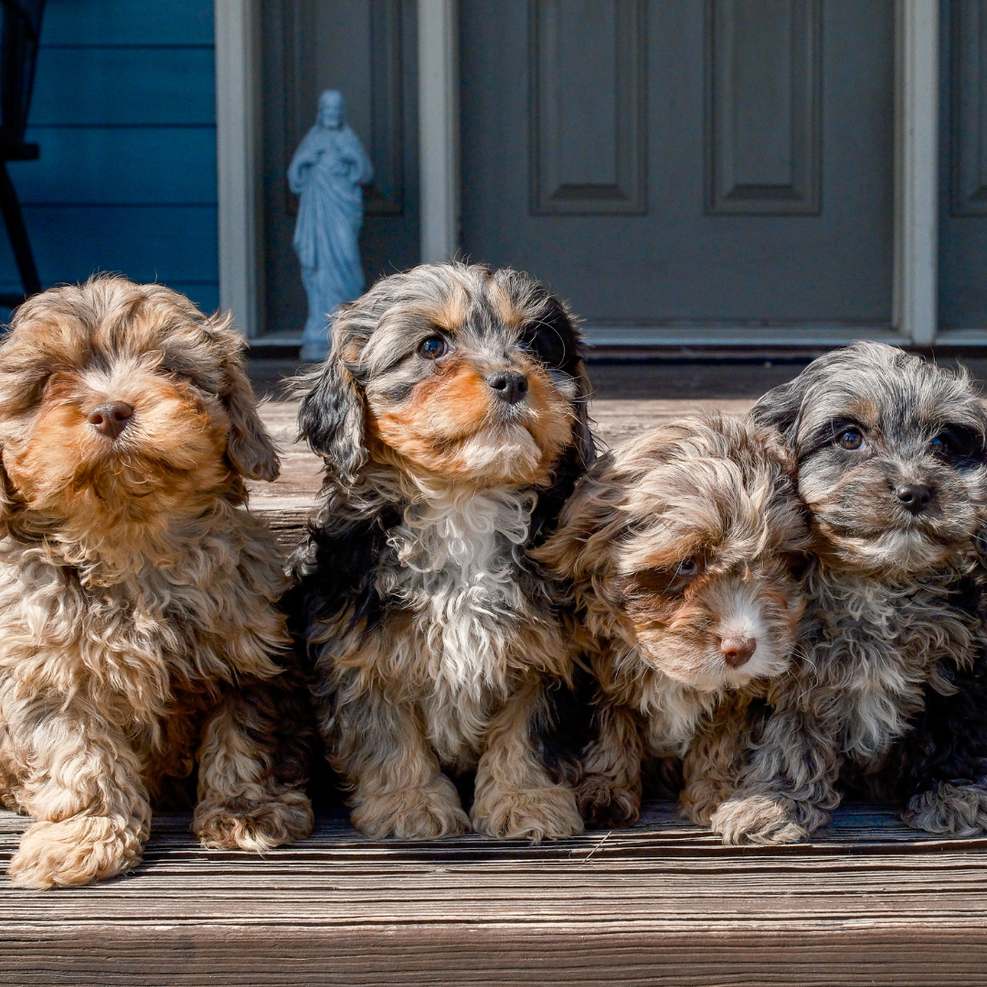 Cavapoo-Puppies