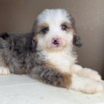 Merle-Micro-Bernedoodle