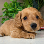 Mini-Dachshunds-Puppy-For-Sale