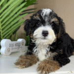 Mini-Bernedoodle