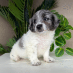 Micro-Goldendoodle