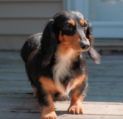 Mini-Dachshund