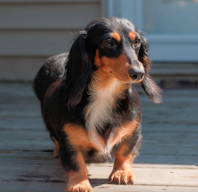 Mini-Dachshund