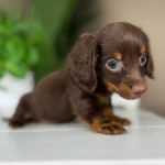 Chocolate-Dachshund-Puppy