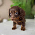 Chocolate-Dachshund-Puppy