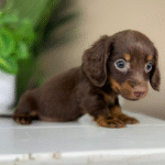 Chocolate-Dachshund-Puppy