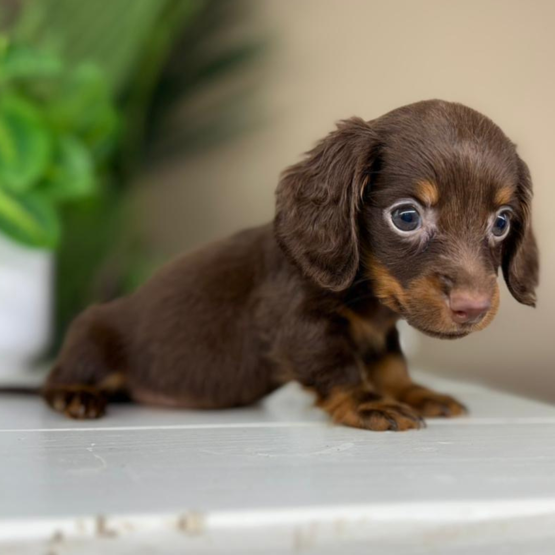 Chocolate-Dachshund-Puppy Chocolate-Dachshund-Puppy