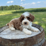 Mini-Poodle