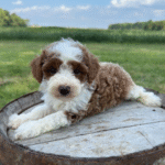 Mini-Poodle
