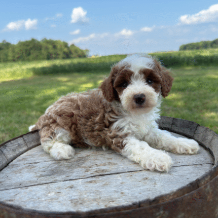 Mini-Poodle