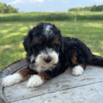 Mini-Poodle