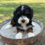 Mini-Poodle