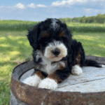 Mini-Poodle