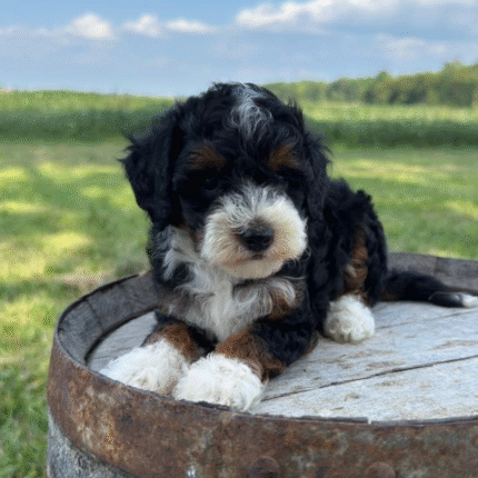 Mini-Poodle
