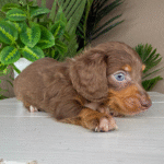 Dachshund-Puppy