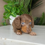 Dachshund-Puppy