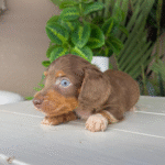 Dachshund-Puppy