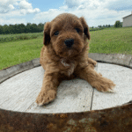 Yorkiepoo-Puppy
