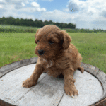 Yorkiepoo-Puppy