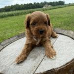 Yorkiepoo-Puppy