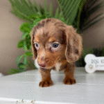 Chocolate-Dapple-Dachshund-Puppy