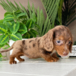 Chocolate-Dapple-Dachshund-Puppy