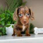Chocolate-Dapple-Dachshund-Puppy