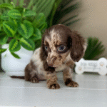 Chocolate-Dapple-Dachshund-Puppy