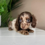 Chocolate-Dapple-Dachshund-Puppy