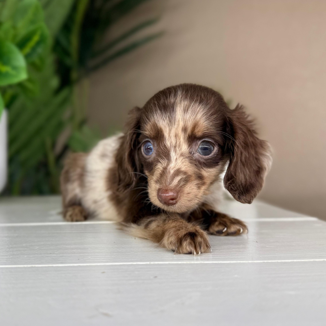 Chocolate-Dapple-Dachshund-Puppy Chocolate-Dapple-Dachshund-Puppy