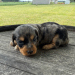 Dapple-Dachshund-Puppy