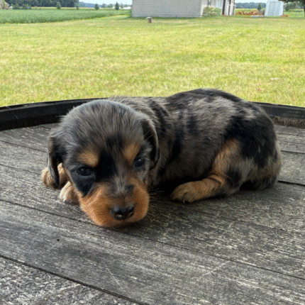 Dapple-Dachshund-Puppy