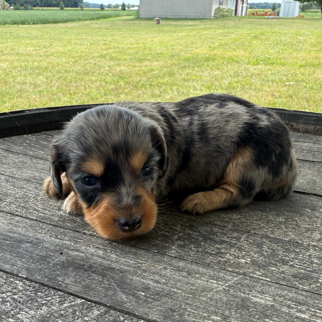 Daisy Dapple-Dachshund-Puppy