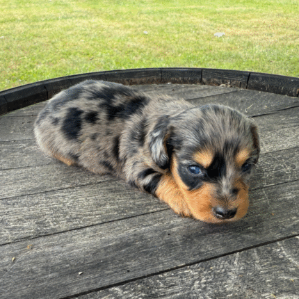 Dapple-Dachshund-Puppy