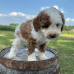 Mini-Poodle