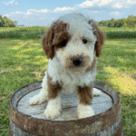 Mini-Poodle