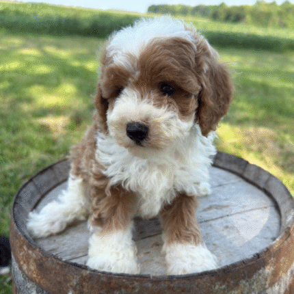Mini-Poodle