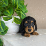 Dachshund-Puppy