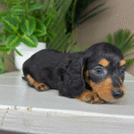 Dachshund-Puppy