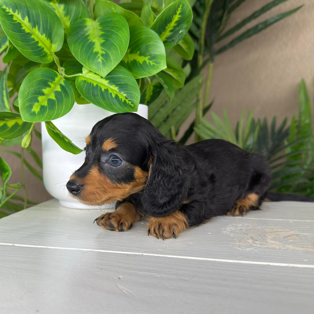 Dachshund-Puppy Dachshund-Puppy