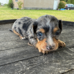 Dapple-Dachshund-Puppy