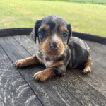 Dapple-Dachshund-Puppy